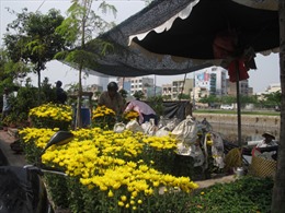 Rực rỡ màu sắc tại các chợ hoa xuân